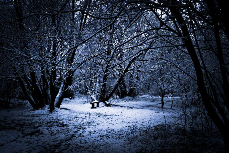Snow-covered Bench in Forest