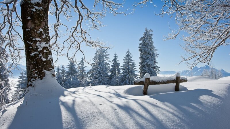 Snow-covered Bench in Forest — White, Serene, Winter, Photograph, Tree, Fence