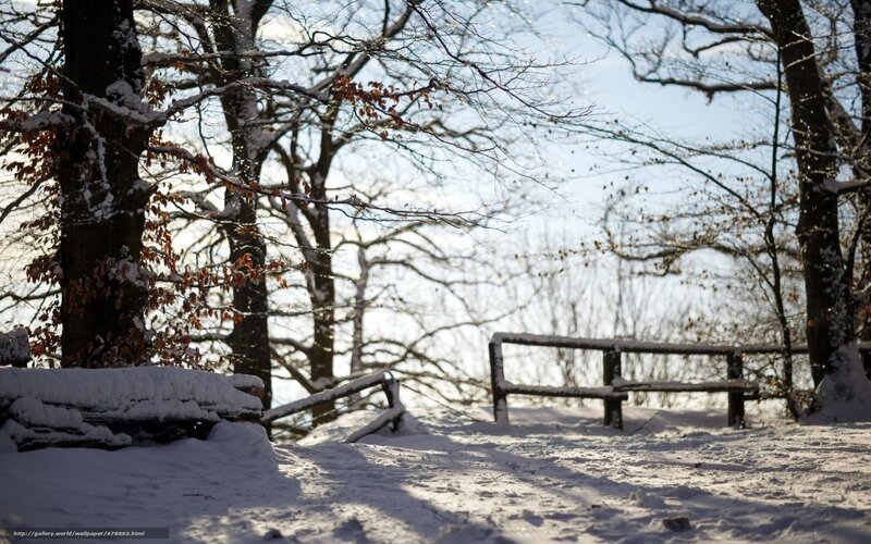 Snow-covered Bench in Forest — White, Serene, Winter, Photograph, Trees, Snow, Brown