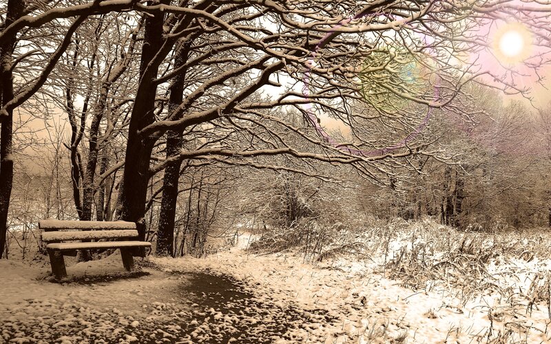 Snow-covered Bench in Forest — White