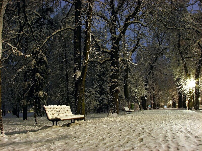 Snow-covered Bench in Park — White, Serene, Night, Photograph, Trees, Path