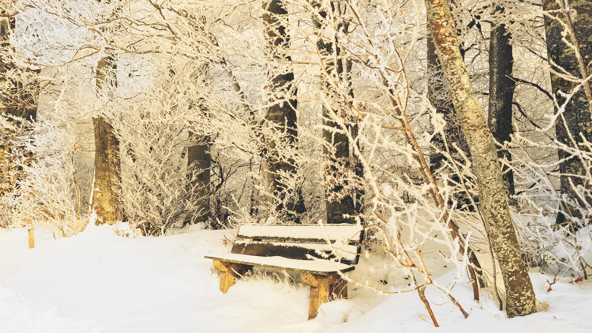 Snow-covered bench in winter forest