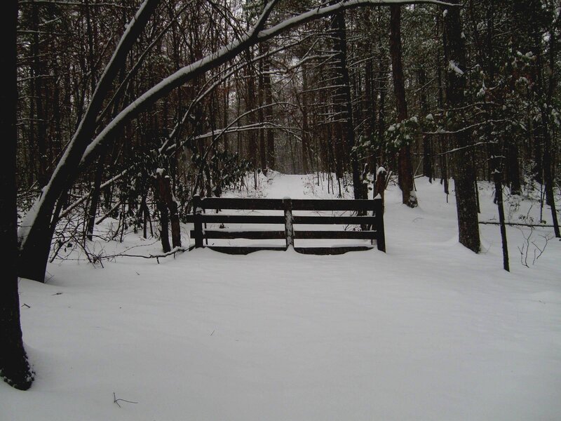 Snow-covered Bench in Woods