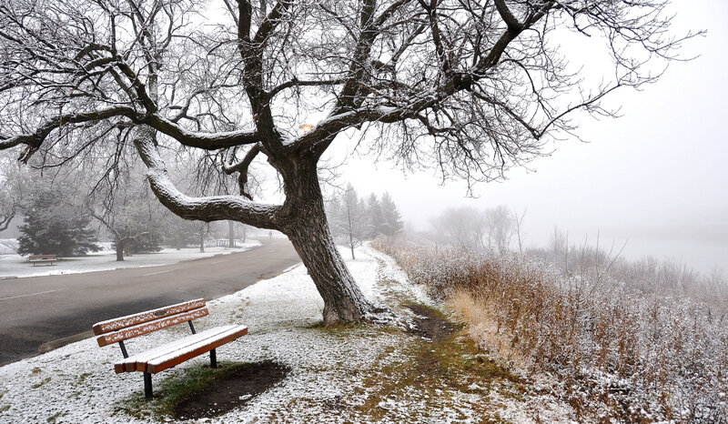 Snow-covered Bench under Tree