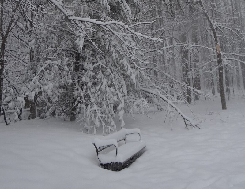 Snow-covered Bench — White, Quiet, Winter, Photograph, Trees, Snow