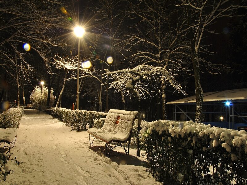Snow-covered Bench — White, Serene, Night, Photograph, Trees, Hedge