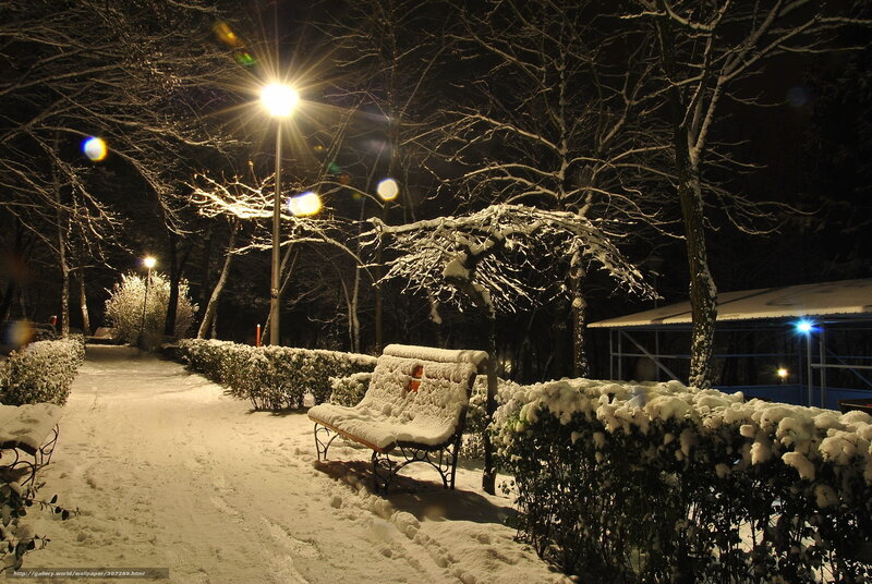 Snow-covered Bench — White, Serene, Night, Photograph, Trees, Path