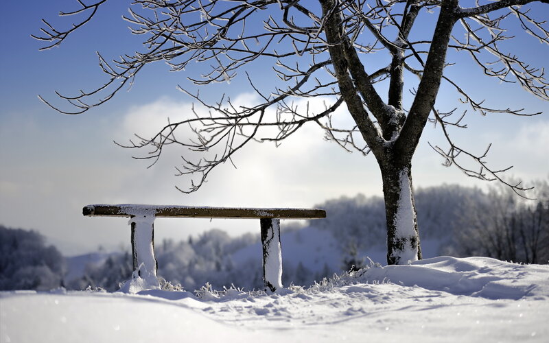 Snow-covered Bench — White, Serene, Winter, Photograph, Tree, Snow