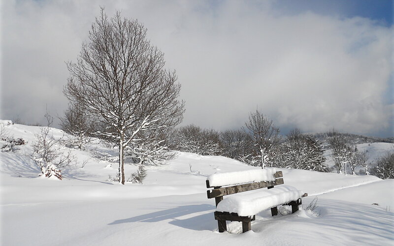 Snow-covered Bench — White, Serene, Winter, Photograph, Tree