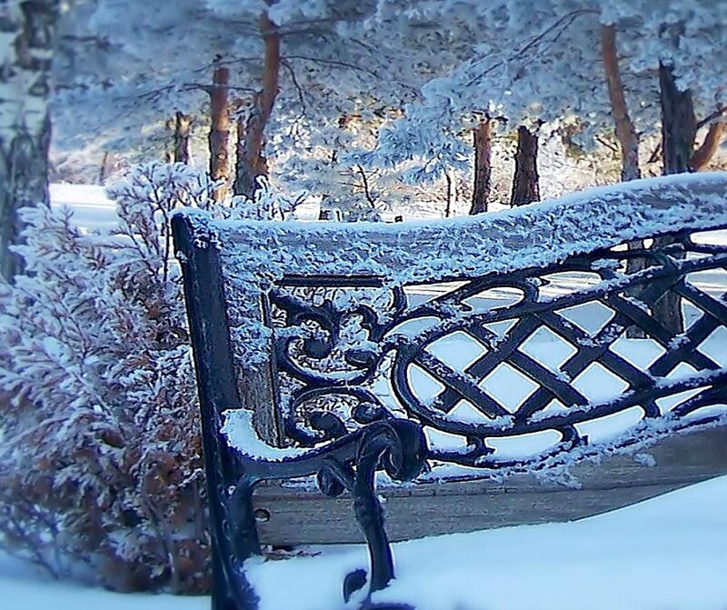Snow-covered Bench — White, Serene, Winter, Photograph, Trees, Bushes