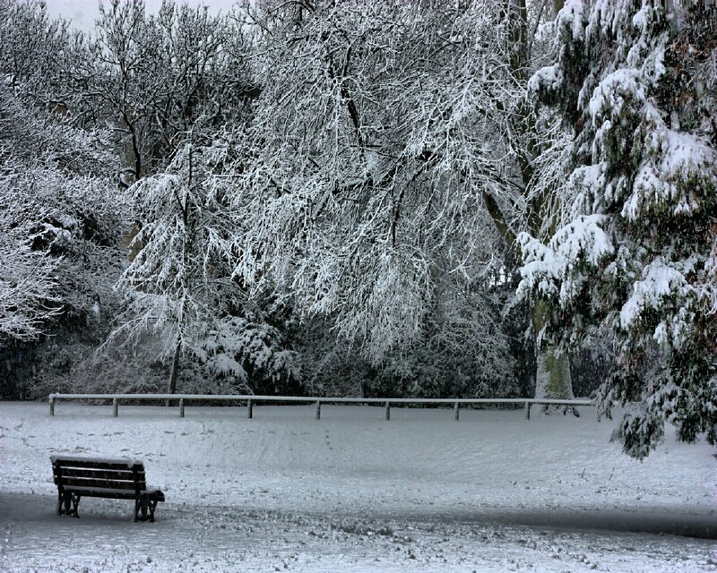 Snow-covered Bench — White, Serene, Winter, Photograph, Trees, Fence, Snow