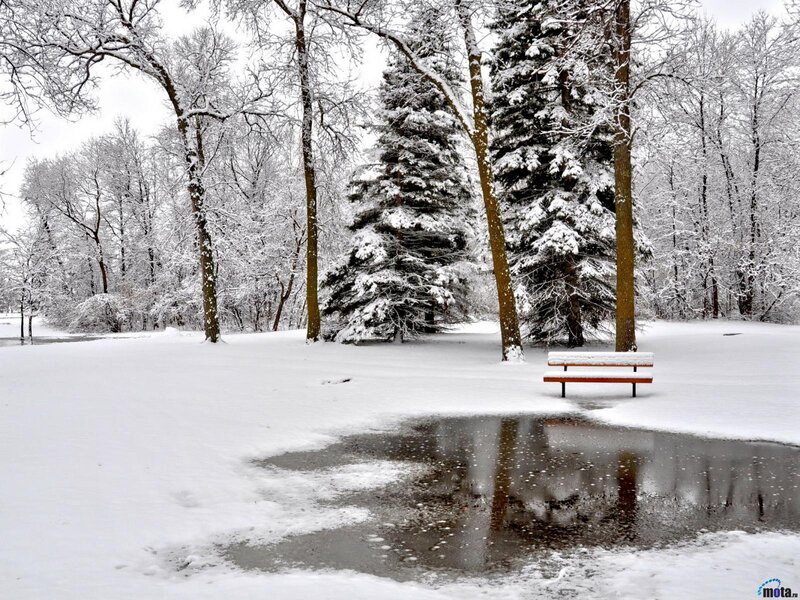 Snow-covered Bench — White, Serene, Winter, Photograph, Trees, Pond