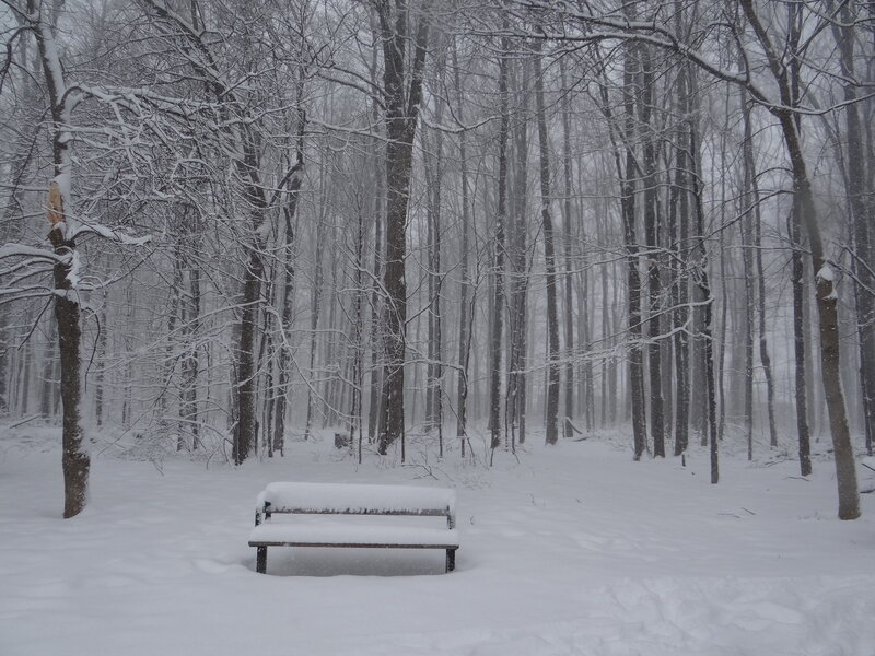 Snow-covered Bench — White, Serene, Winter, Photograph, Trees, Snow, Forest