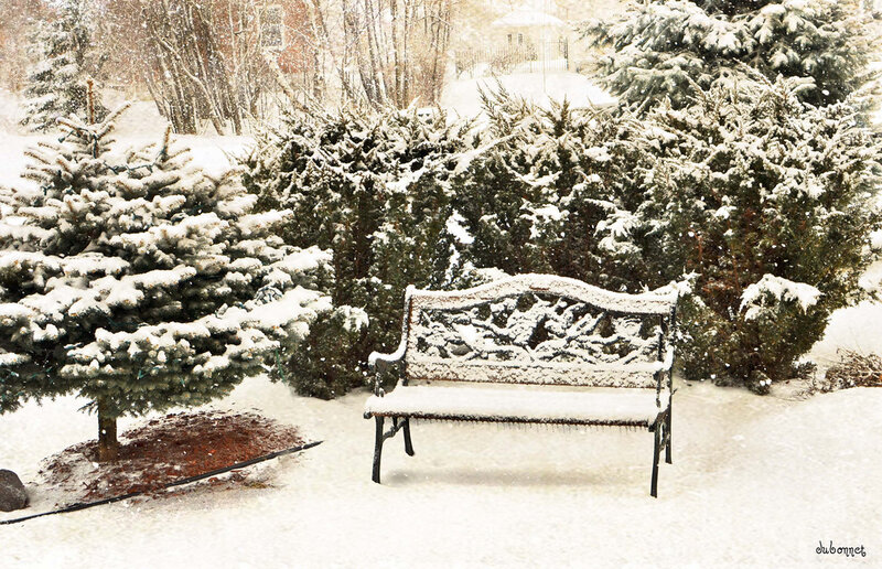 Snow-covered Bench — White, Serene, Winter, Photograph, Trees