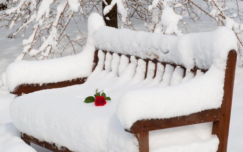 Snow-covered bench with red rose