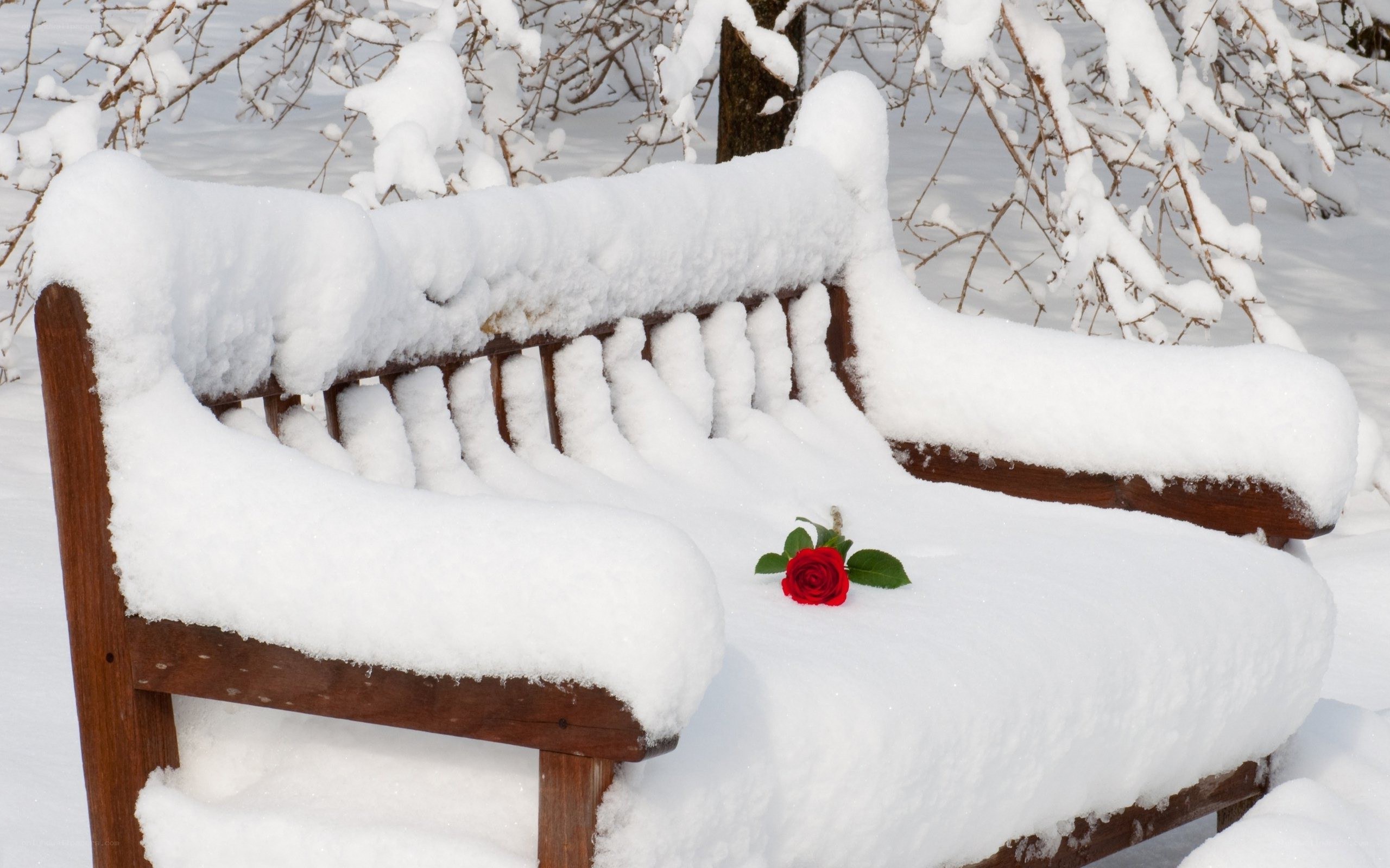 Snow-covered bench with red rose