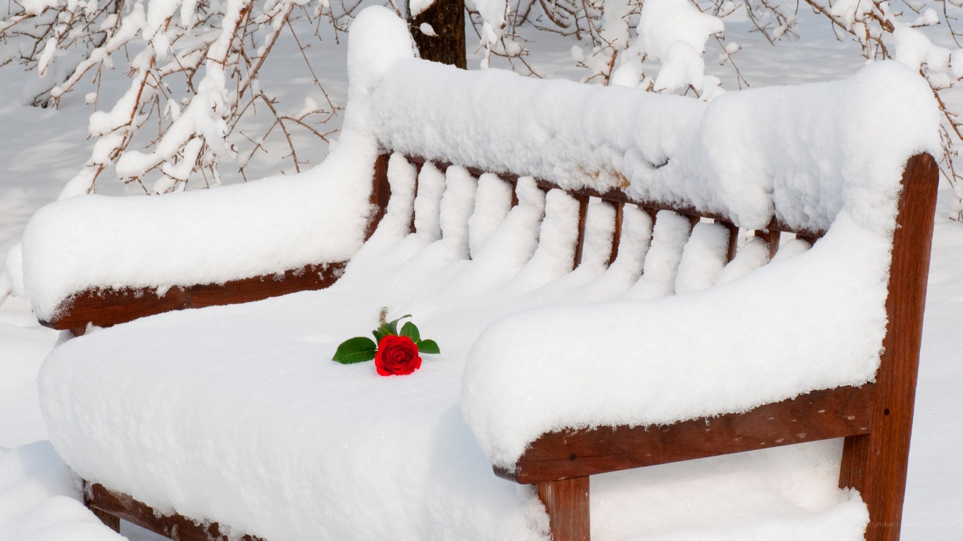 Snow-covered bench with red rose