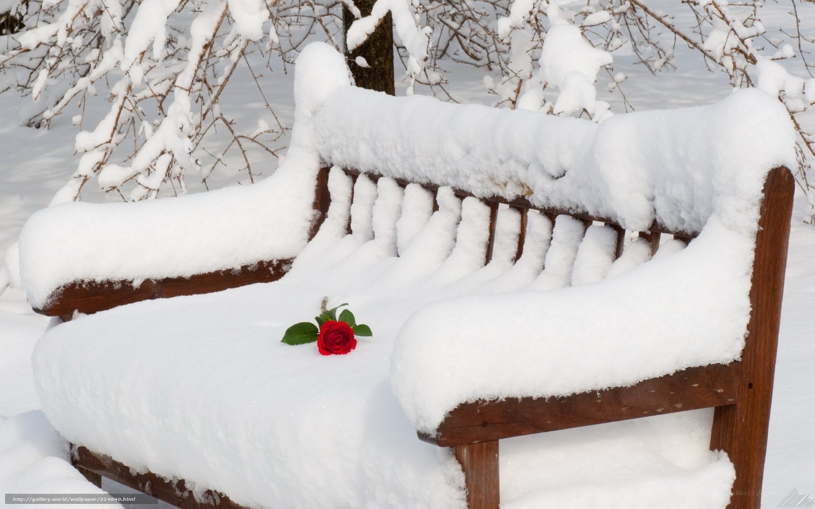Snow-covered bench with red rose