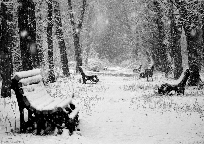 Snow-covered Benches in Forest