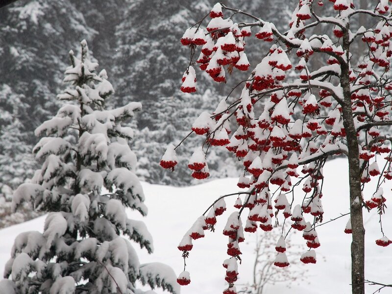 Snow-covered berries in winter