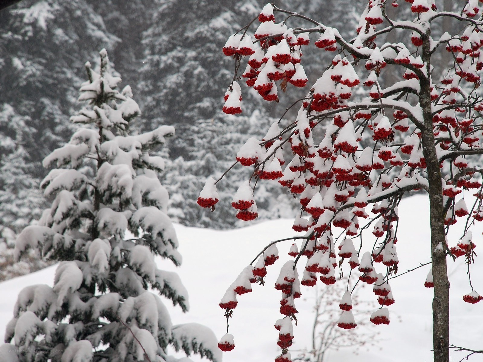 Snow-covered berries in winter