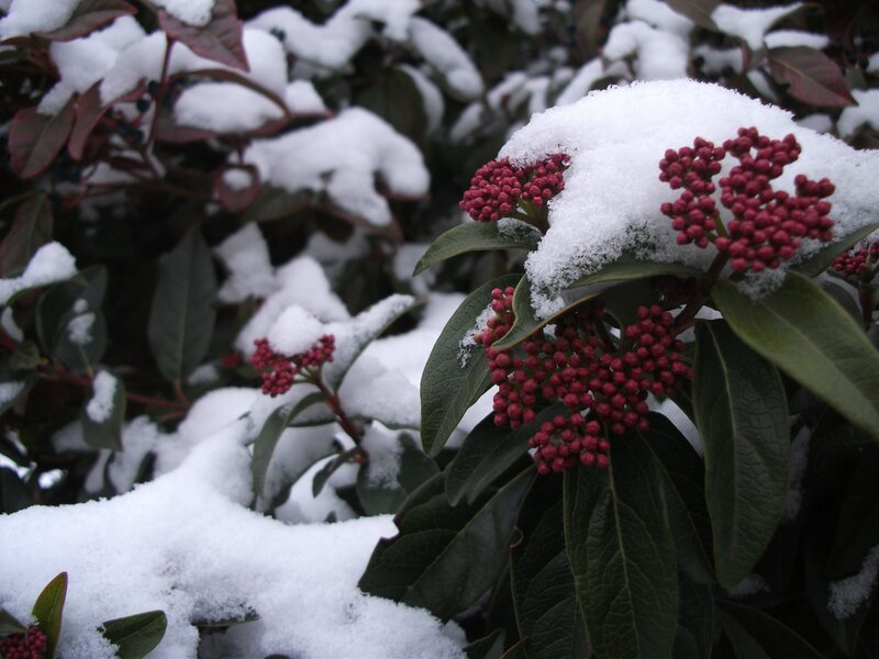 snow-covered berries in winter