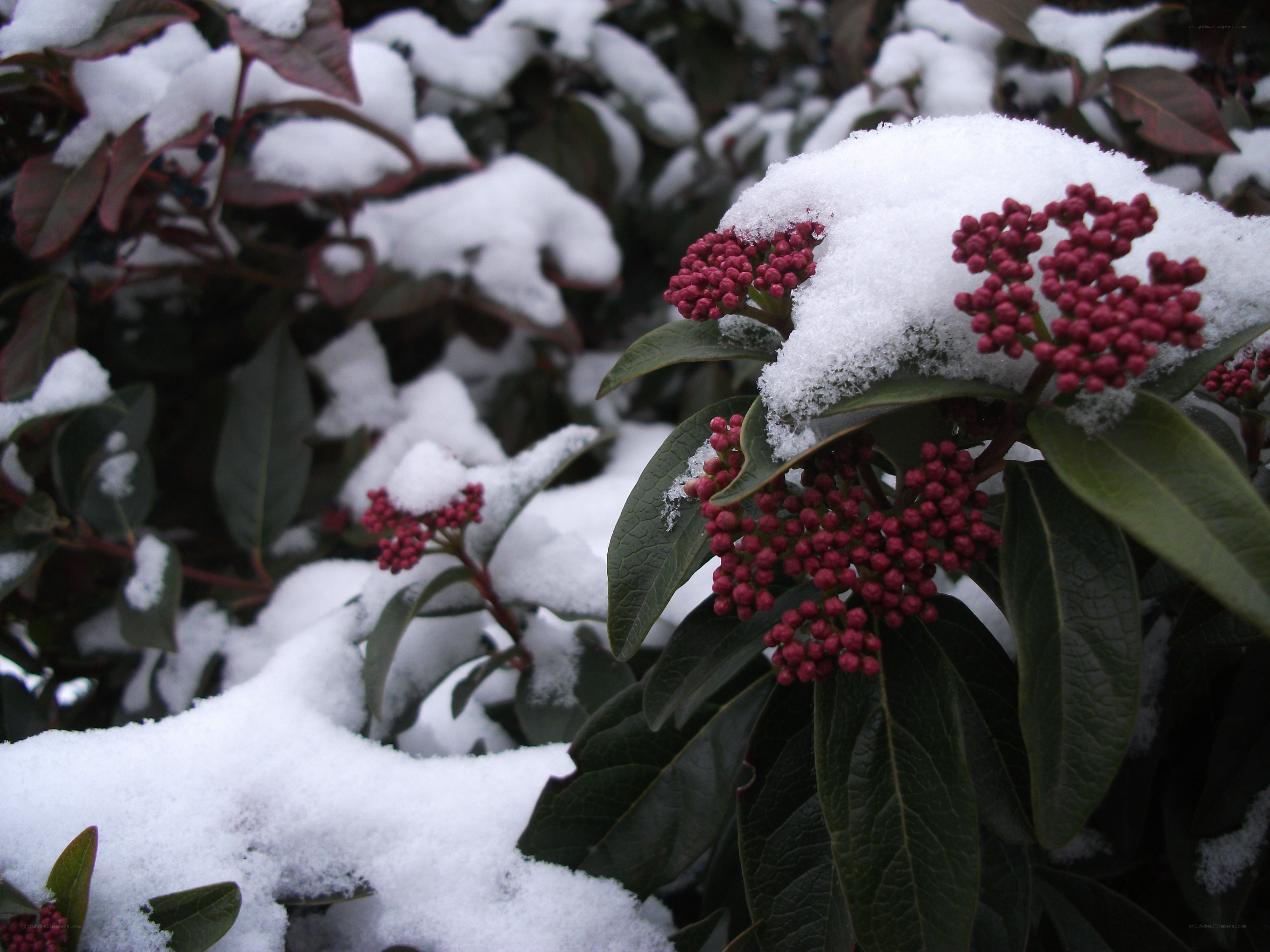 snow-covered berries in winter
