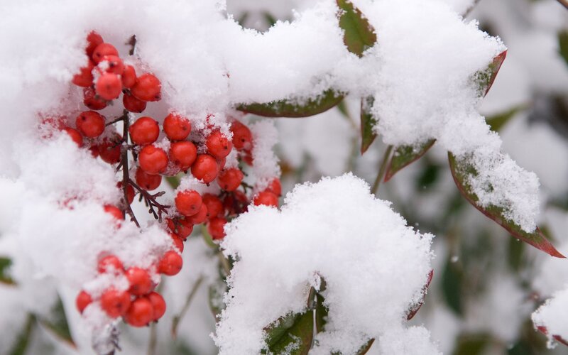snow-covered berries in winter