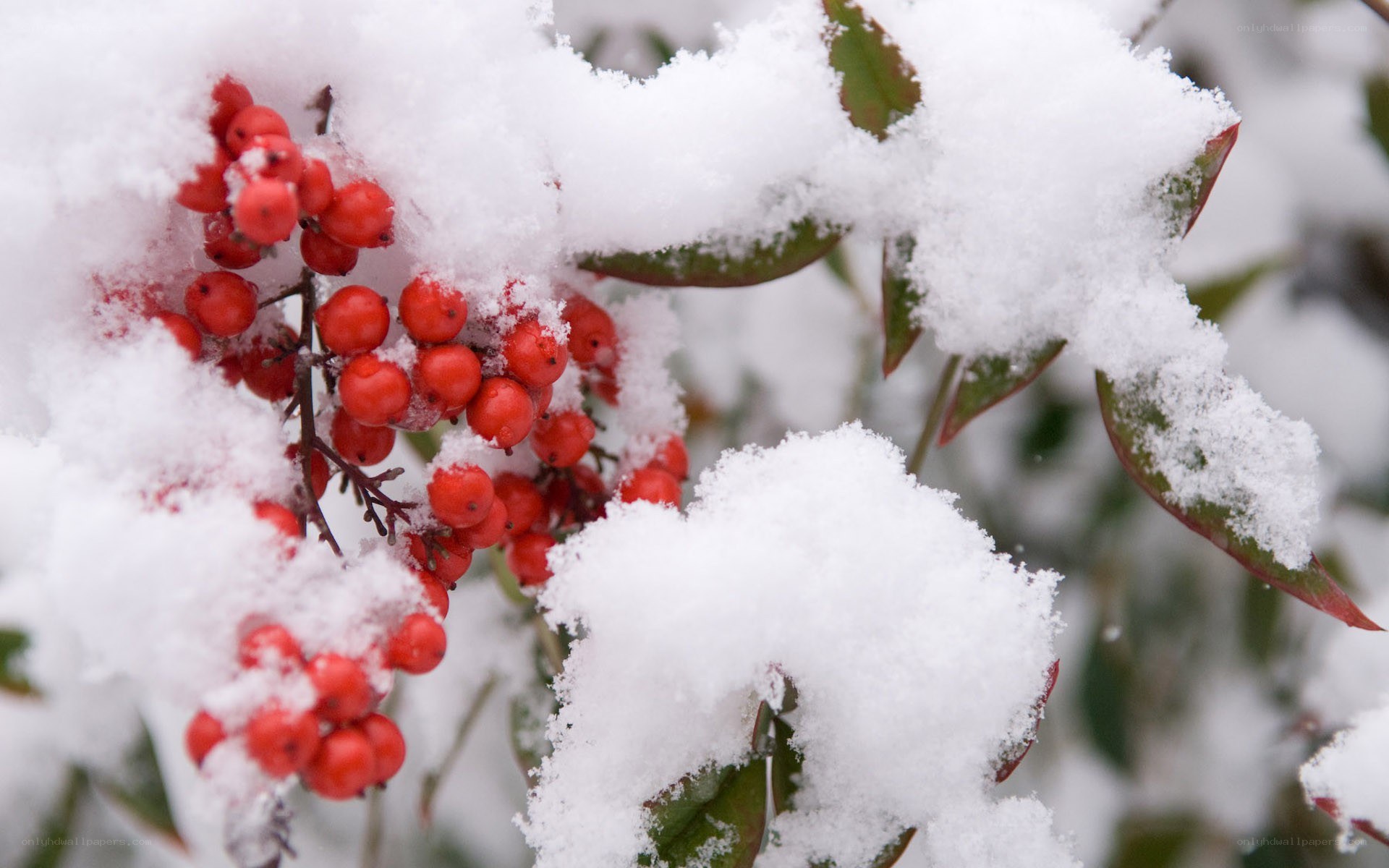 snow-covered berries in winter