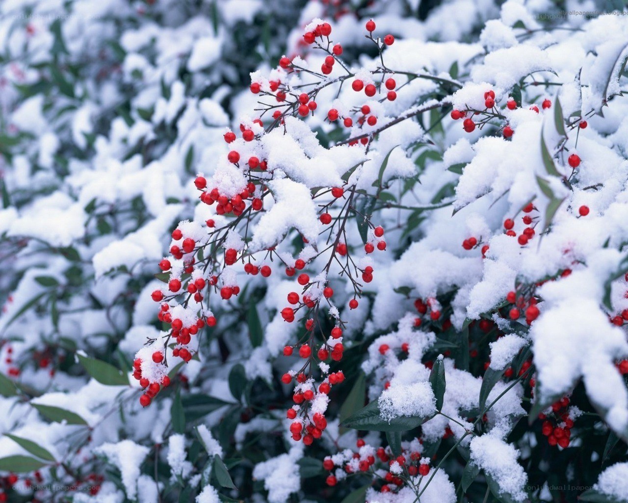Snow-covered berries in winter