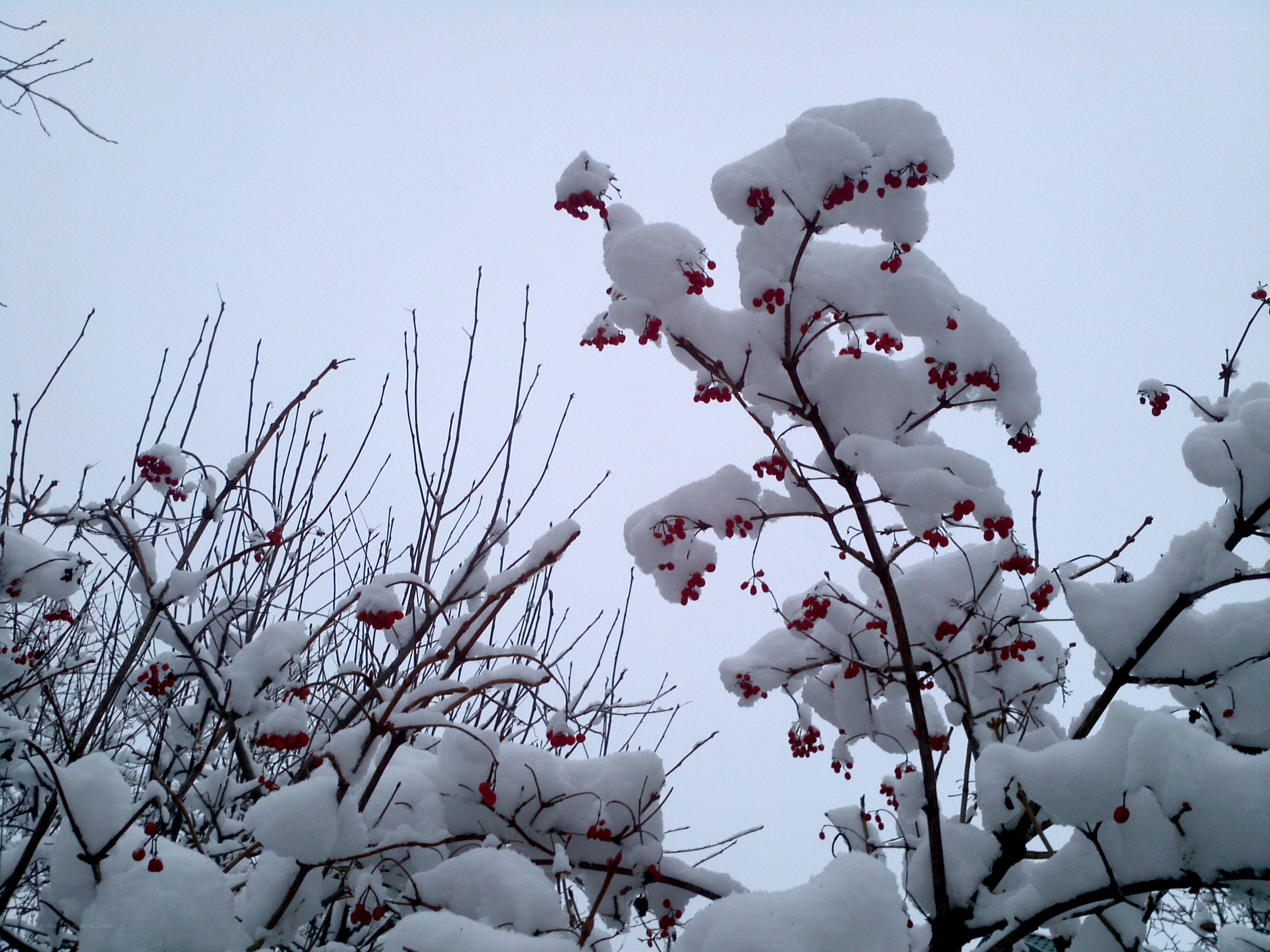 Snow-covered berries in winter