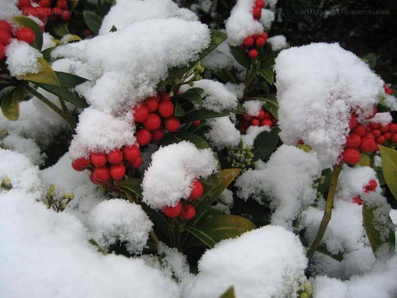 snow-covered berries in winter