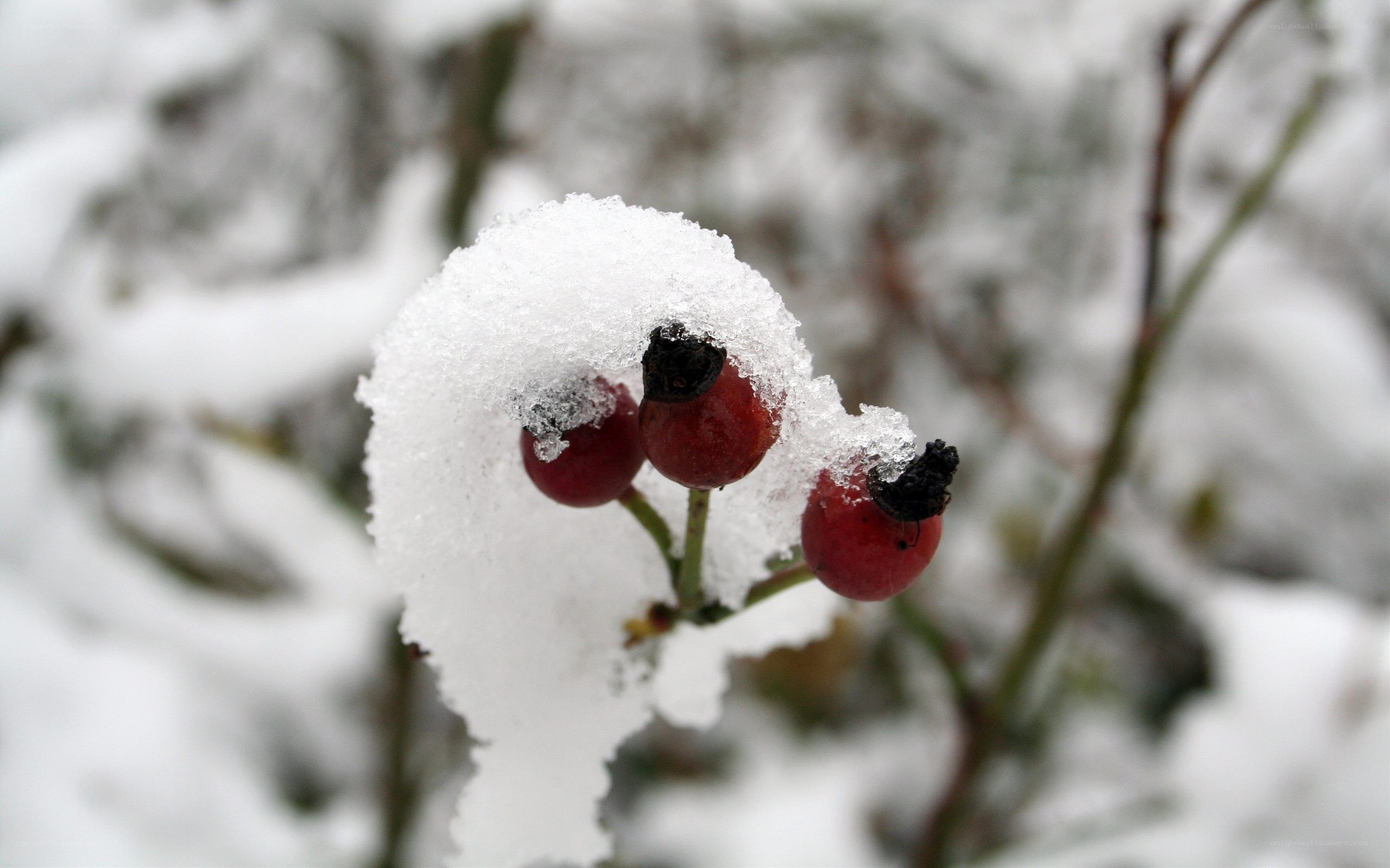 snow-covered berries in winter