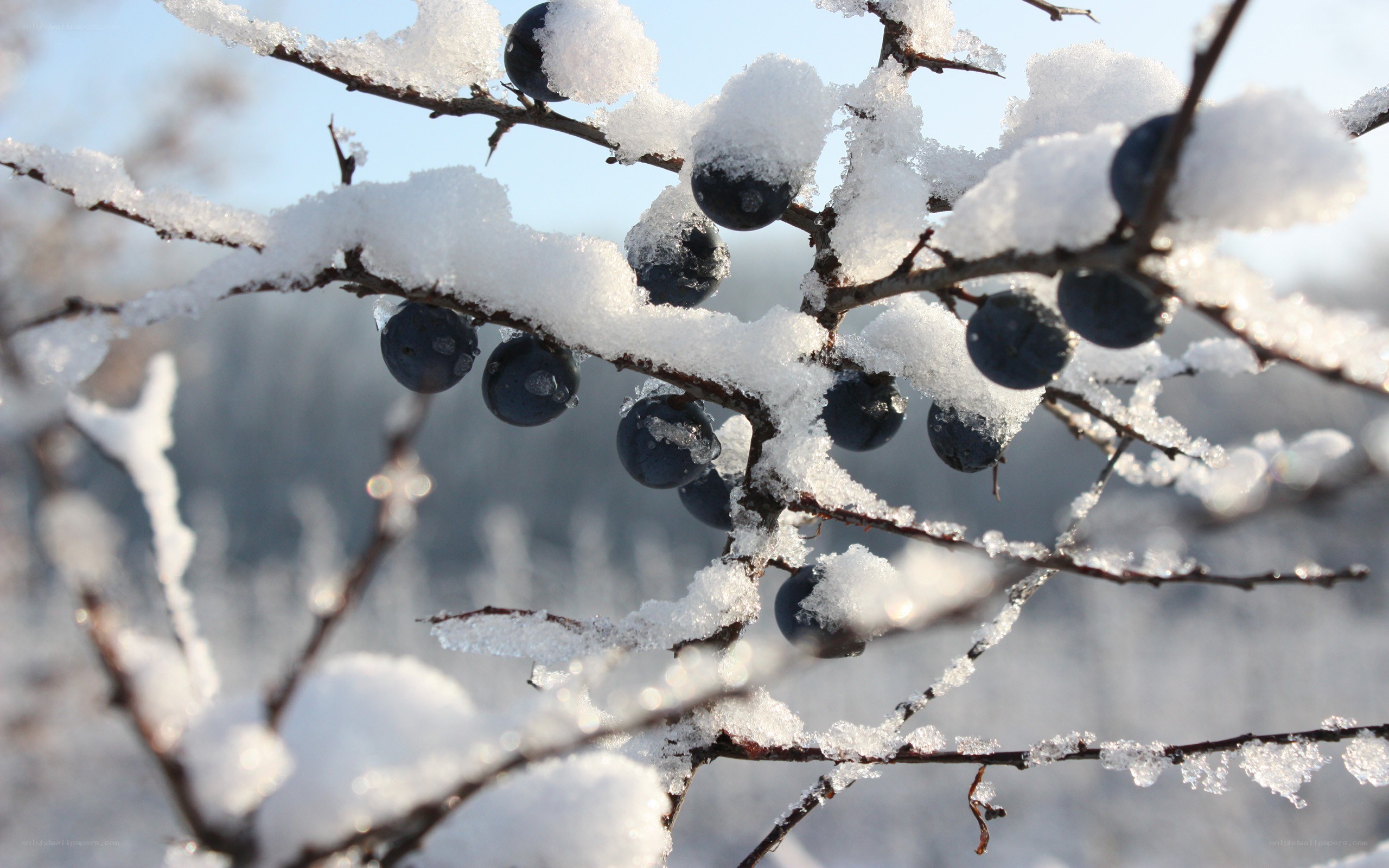 snow-covered berries on a branch