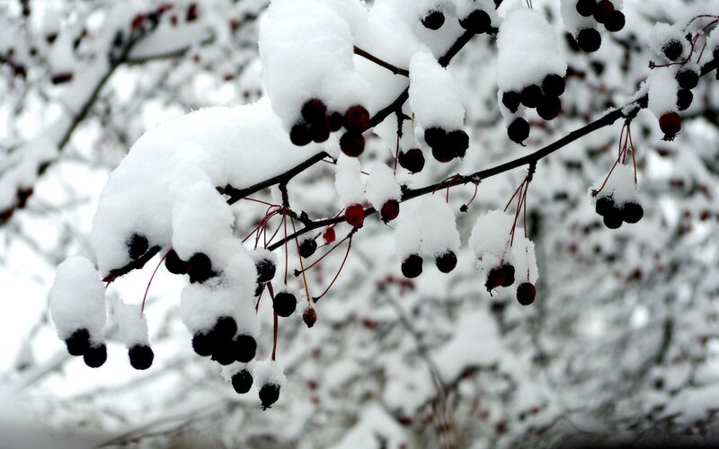 Snow-covered berries on a branch