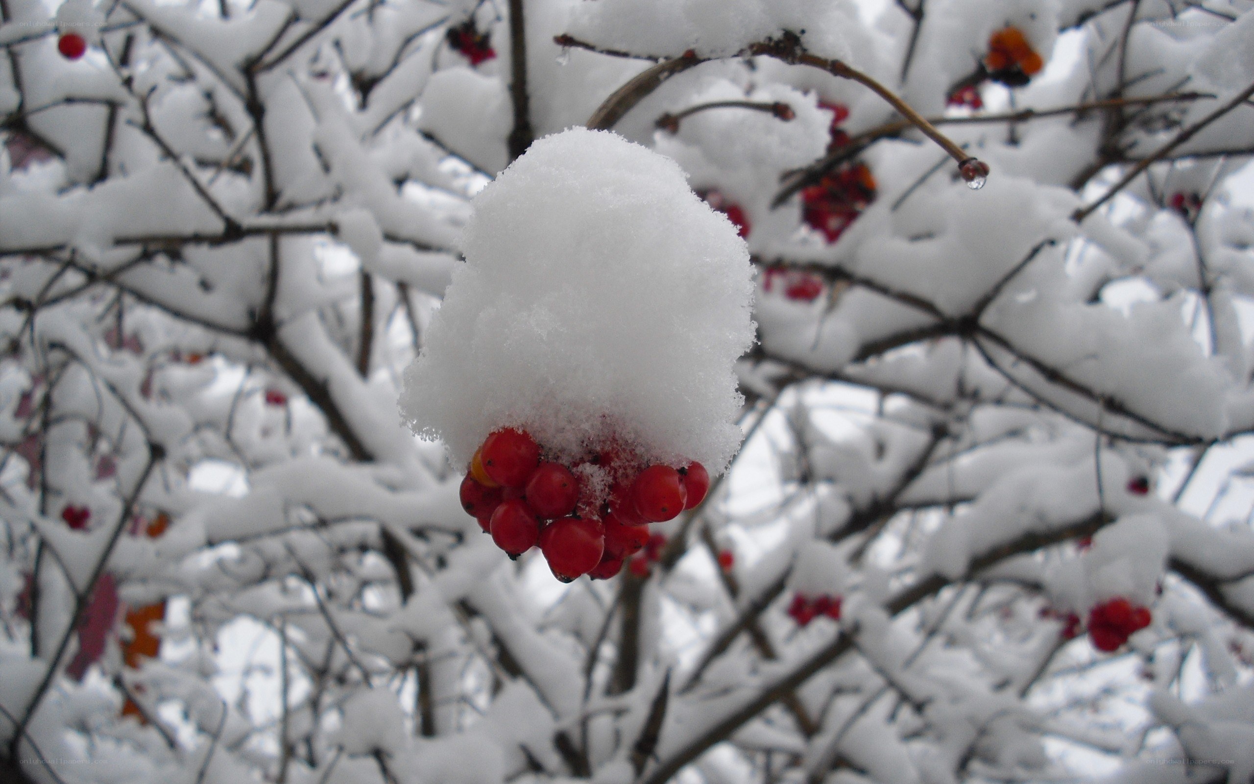 Snow-covered berries on a branch