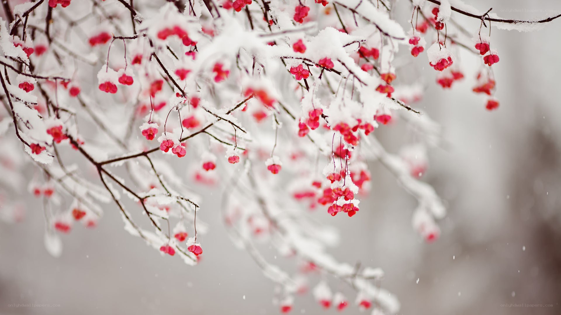 Snow-covered berries on a branch