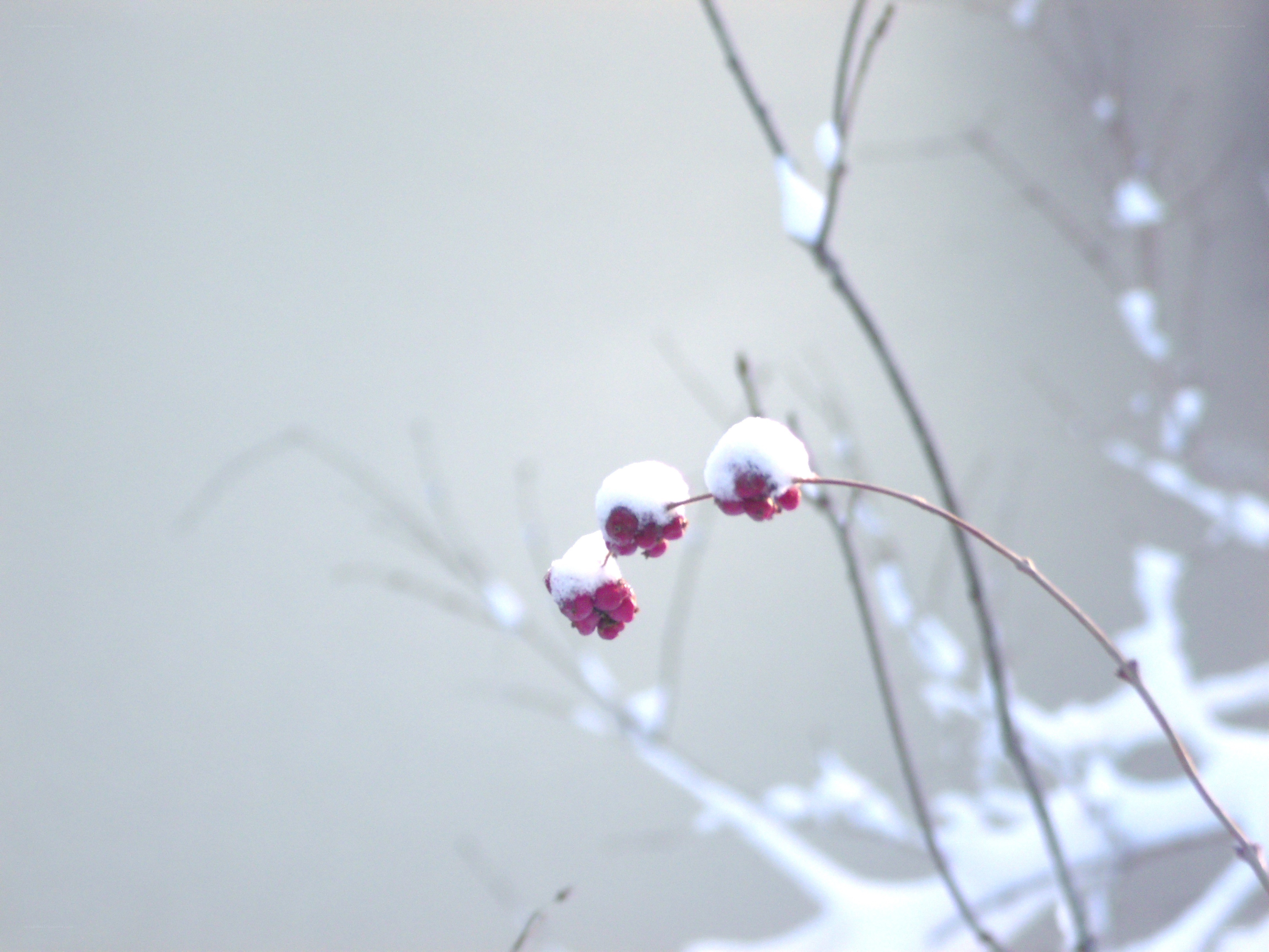 snow-covered berries on a branch