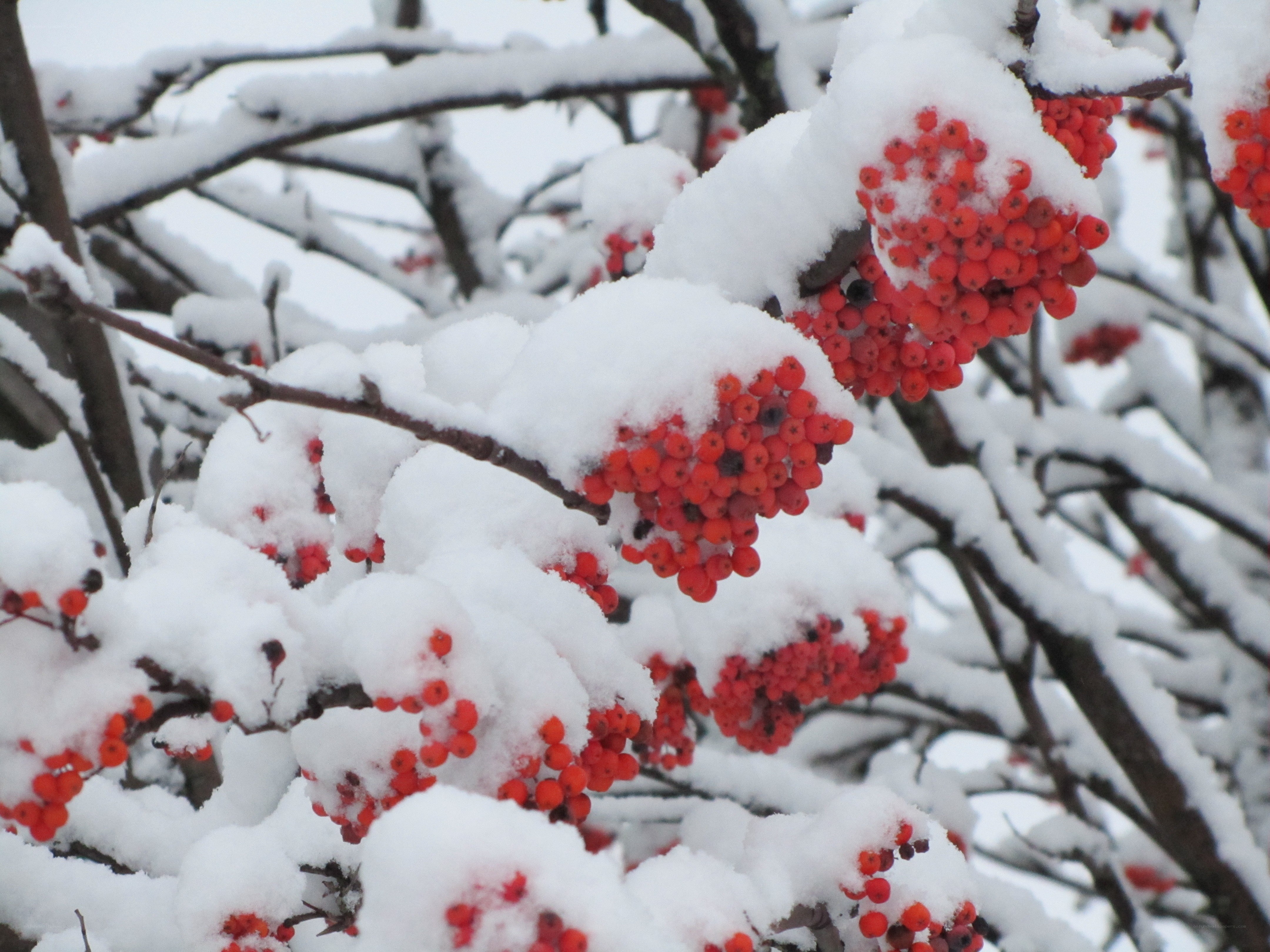 Snow-covered berries on a branch