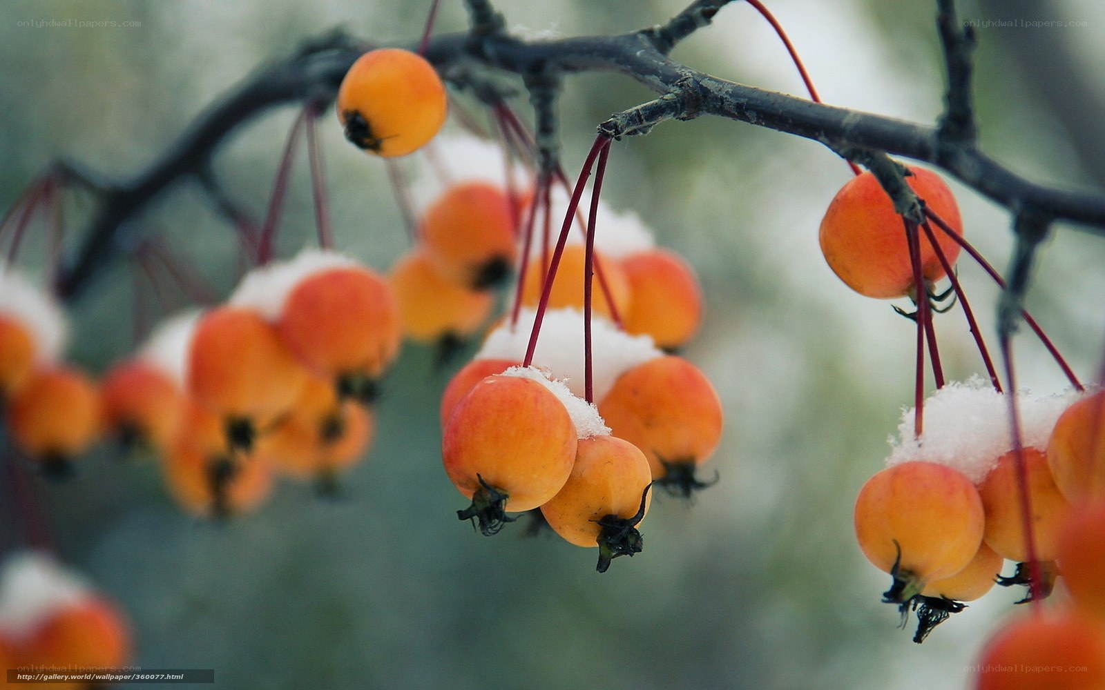 Snow-covered berries on a branch