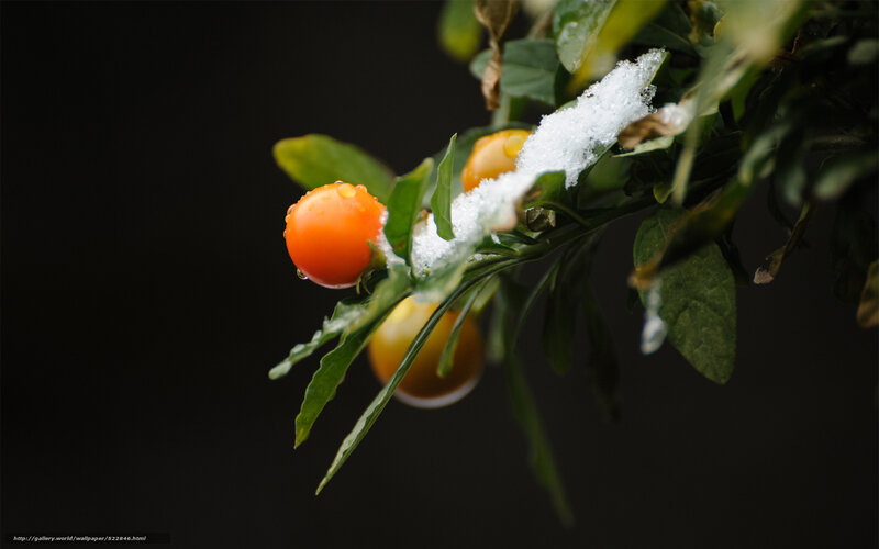 Snow-covered Berries on Branch — Green