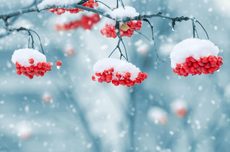 Snow-covered Berries on Branch — Red, Calm