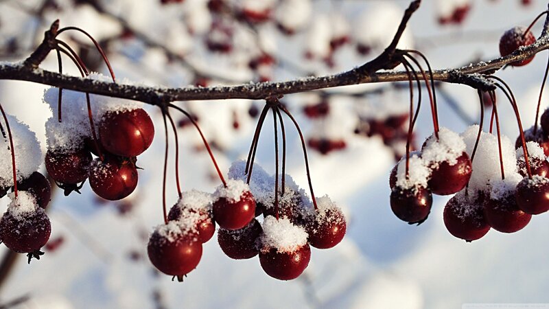 Snow-covered Berries on Branch — Red, Serene