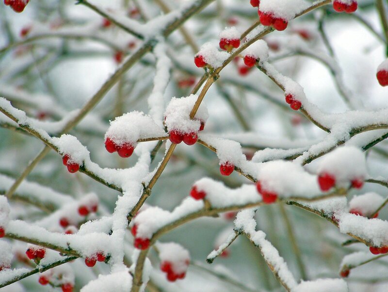Snow-covered Berries on Branch — Red