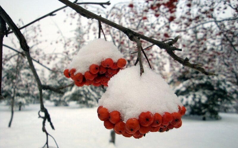 Snow-covered Berries on Branch