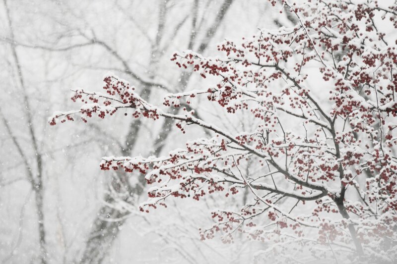 Snow-covered Berries on Branch — White, Calm, Winter, Photograph, Snow