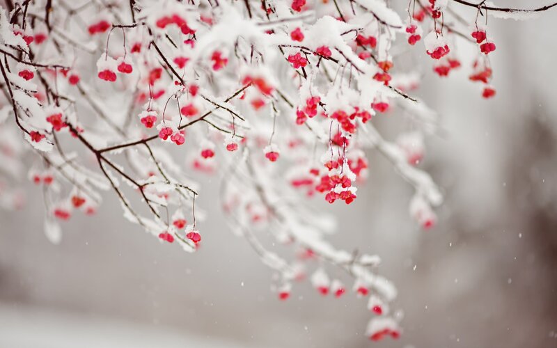 Snow-covered Berries on Branch — White, Serene