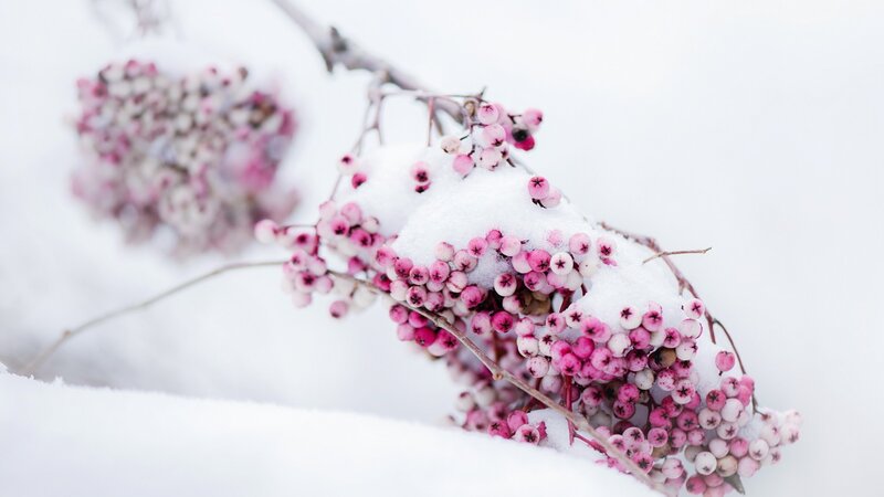 Snow-covered Berries on Branch — White, Serene, Winter