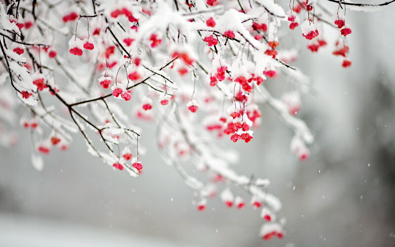 Snow-covered Berries on Branch — White