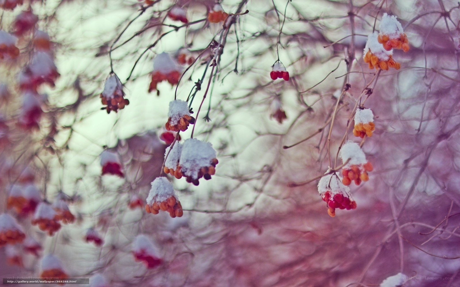 Snow-covered berries on branches